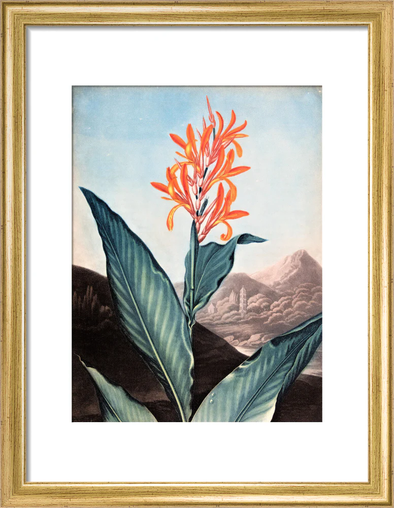 Indian Reed by Robert John Thornton - Image 5