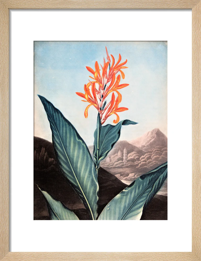 Indian Reed by Robert John Thornton - Image 6