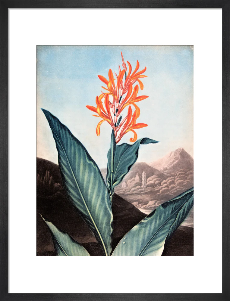 Indian Reed by Robert John Thornton - Image 8
