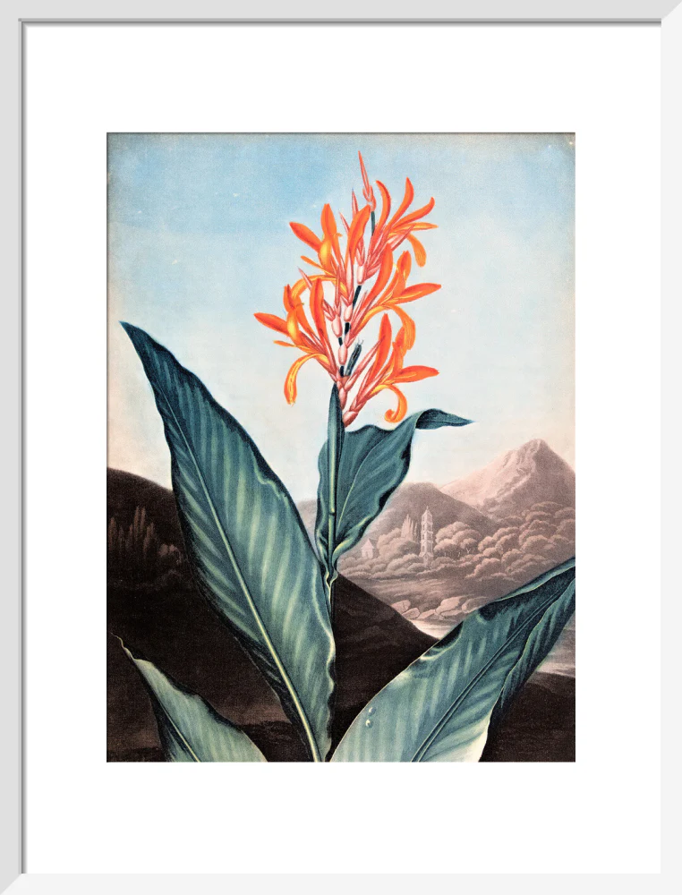 Indian Reed by Robert John Thornton - Image 9