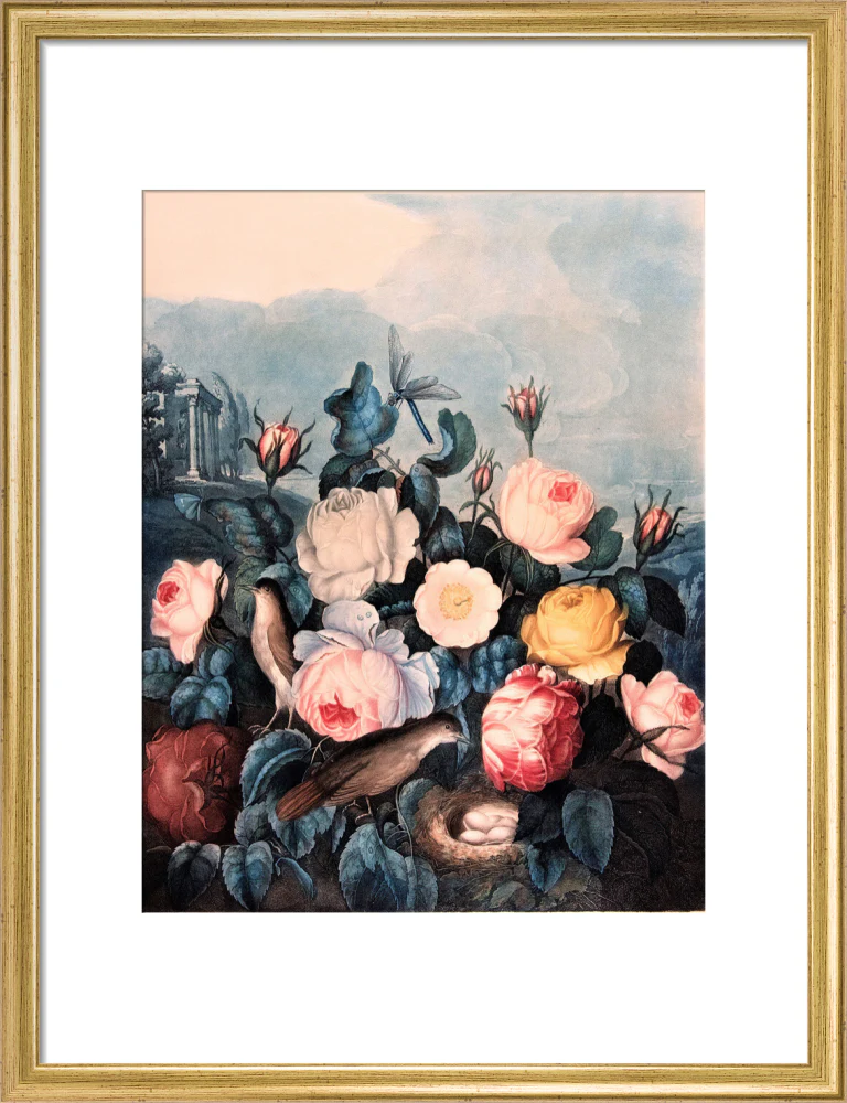 Roses by Robert John Thornton - Image 10