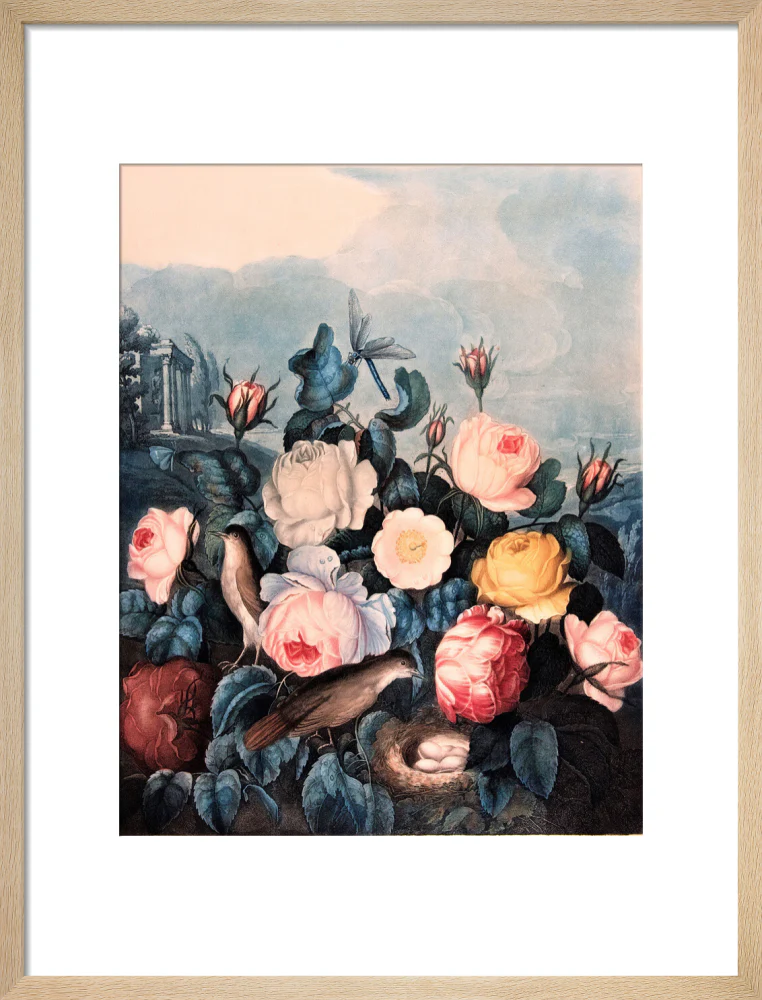 Roses by Robert John Thornton - Image 11