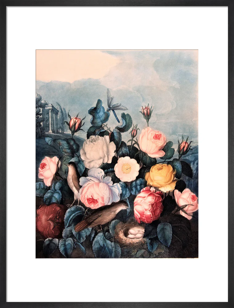 Roses by Robert John Thornton - Image 13