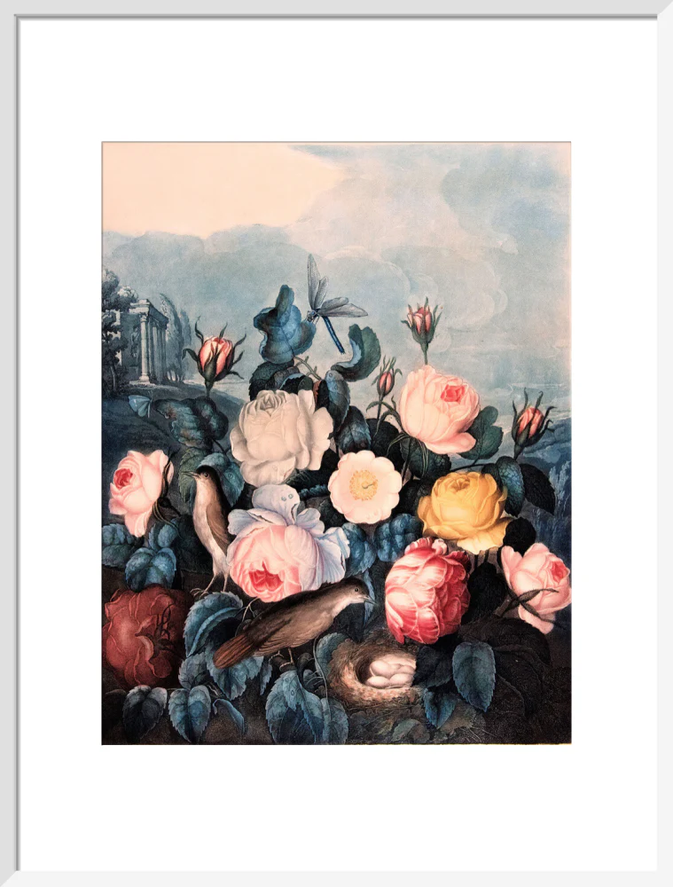 Roses by Robert John Thornton - Image 14
