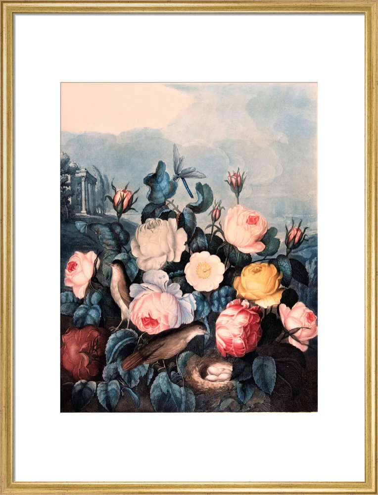 Roses by Robert John Thornton - Image 15