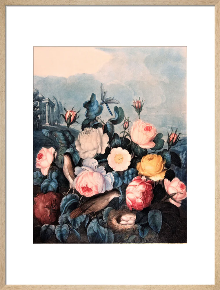 Roses by Robert John Thornton - Image 16