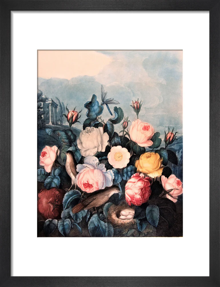 Roses by Robert John Thornton - Image 3