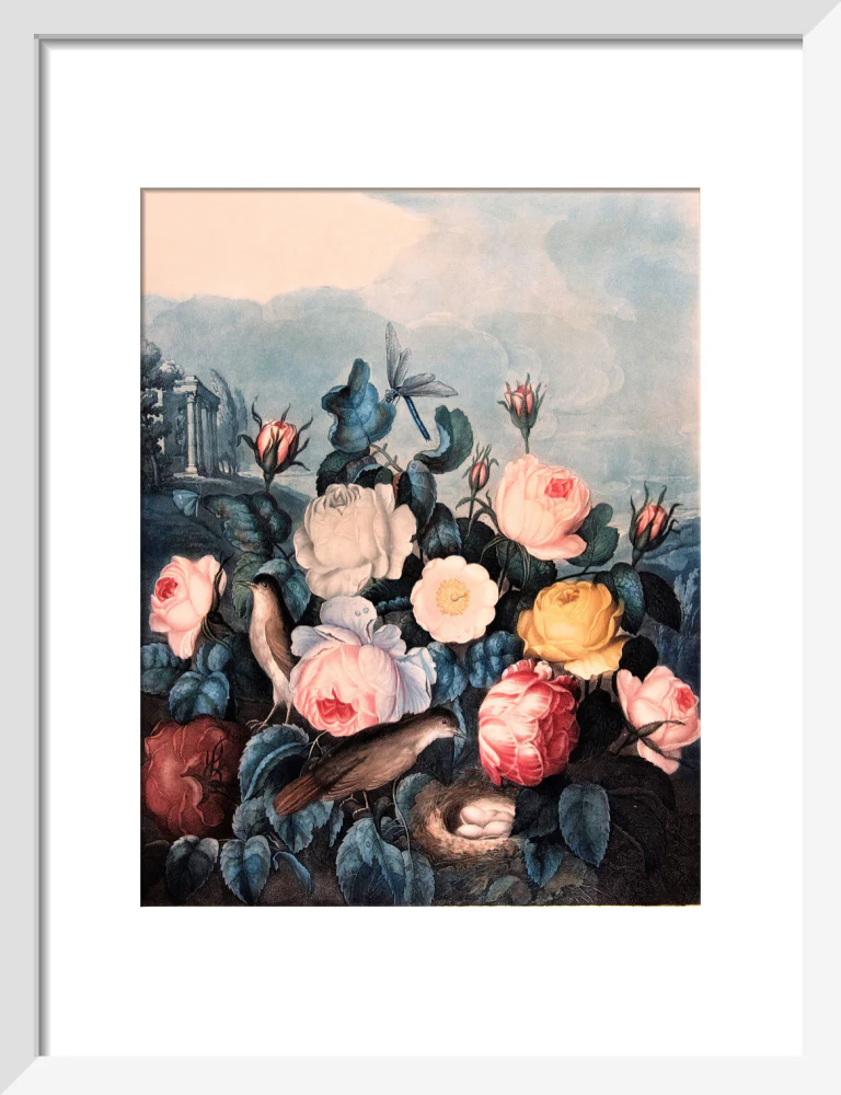Roses by Robert John Thornton - Image 4