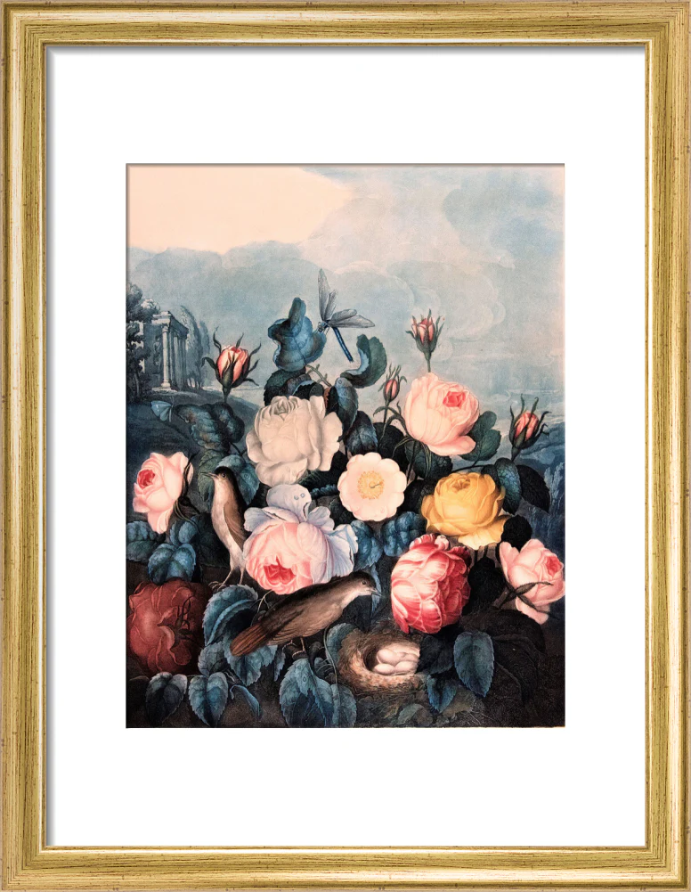 Roses by Robert John Thornton - Image 5