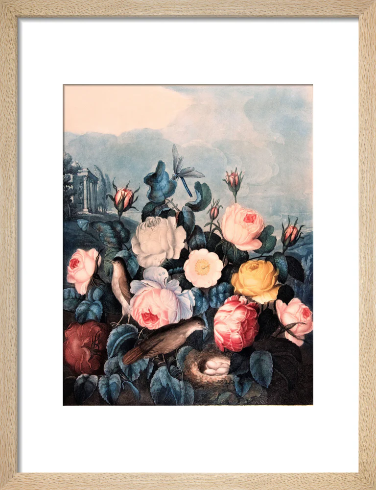 Roses by Robert John Thornton - Image 6