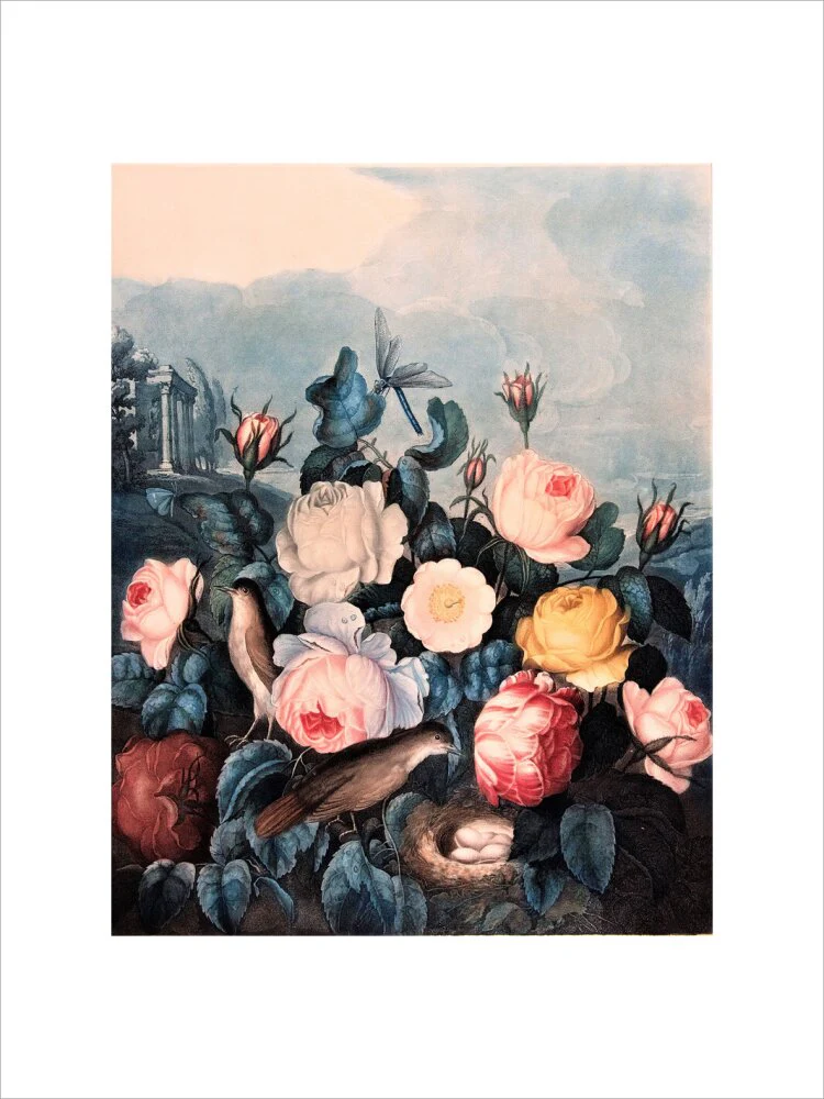 Roses by Robert John Thornton - Image 7