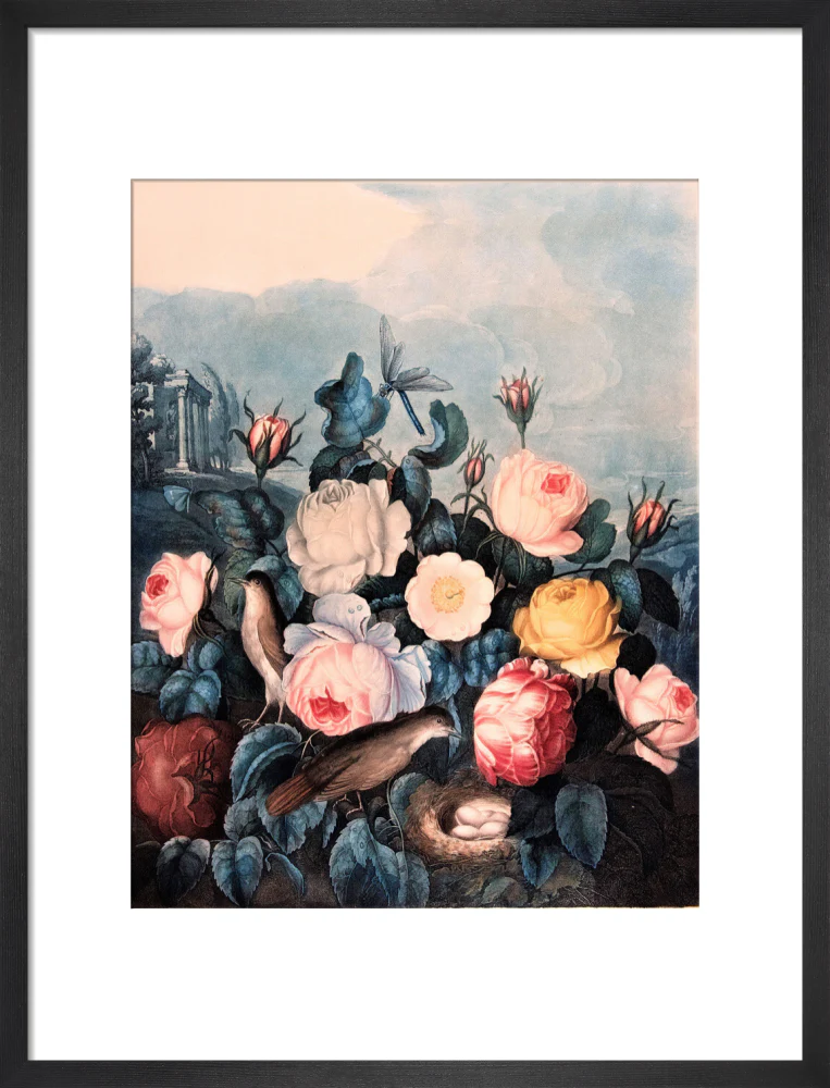 Roses by Robert John Thornton - Image 8
