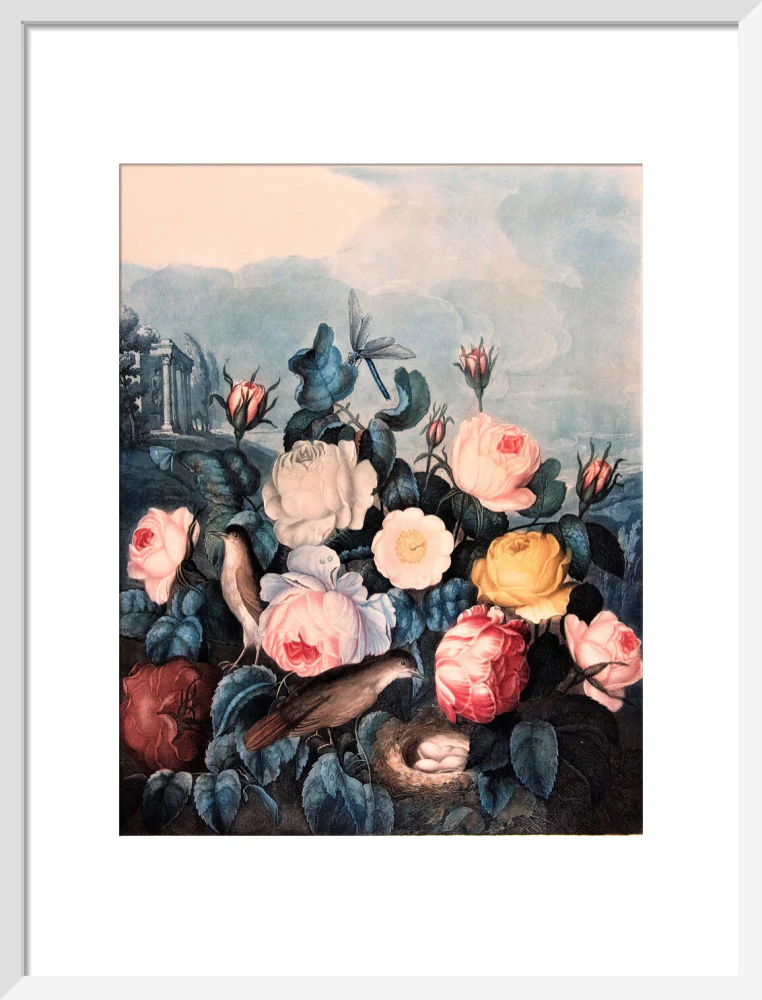 Roses by Robert John Thornton - Image 9