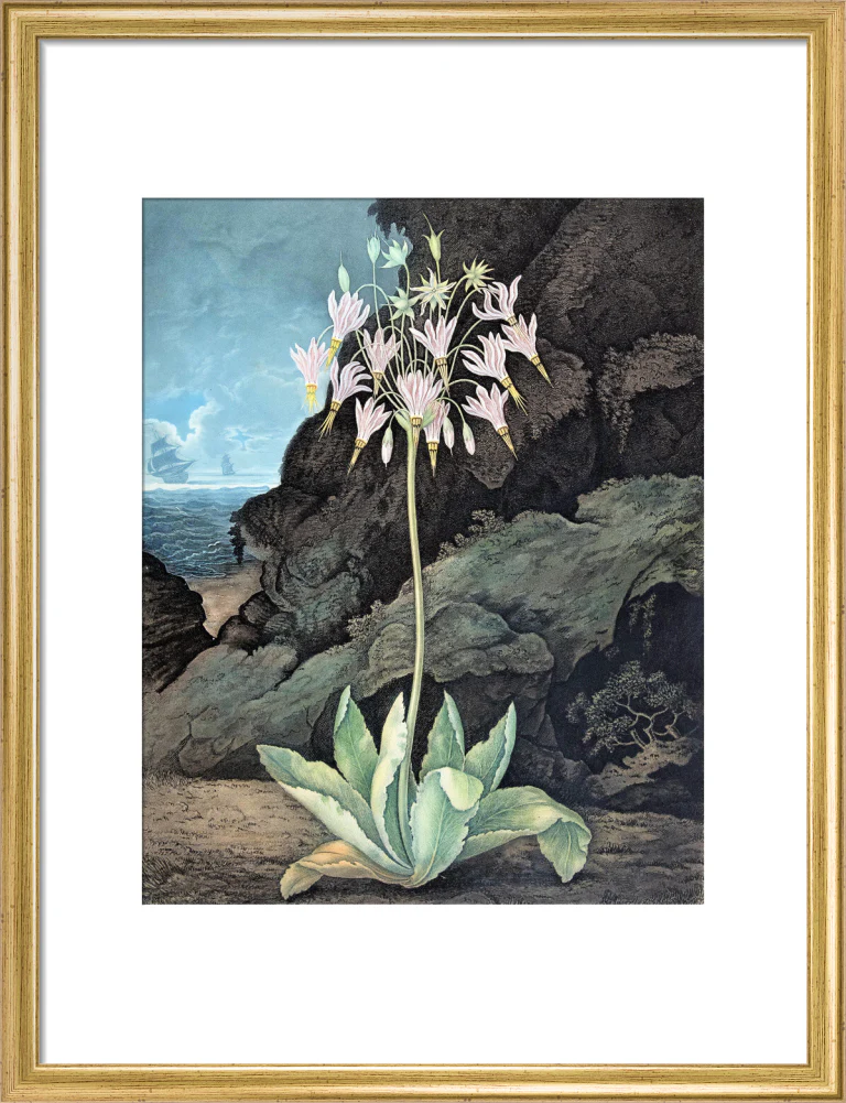 The American Cowslip by Robert John Thornton - Image 10