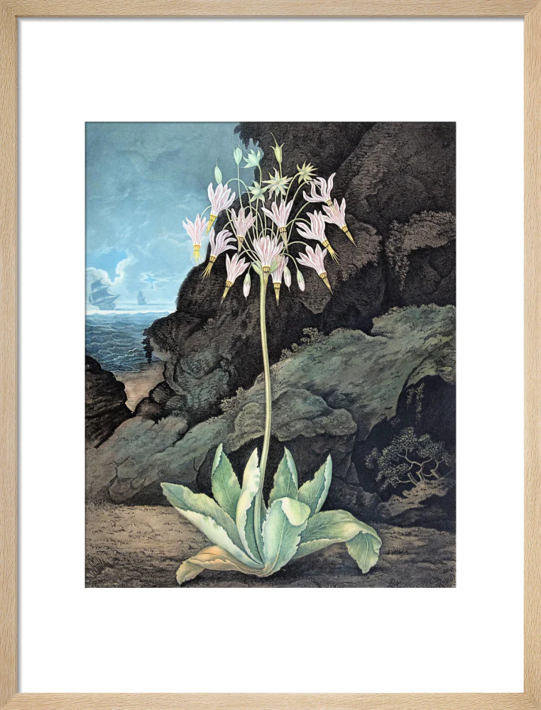 The American Cowslip by Robert John Thornton - Image 11