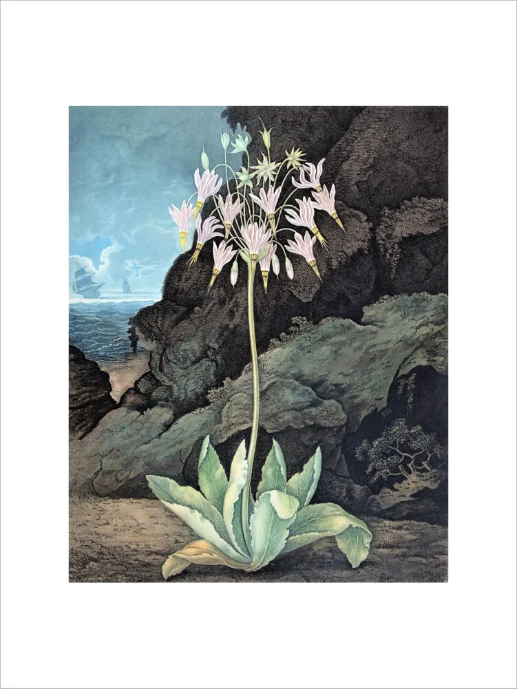The American Cowslip by Robert John Thornton - Image 12