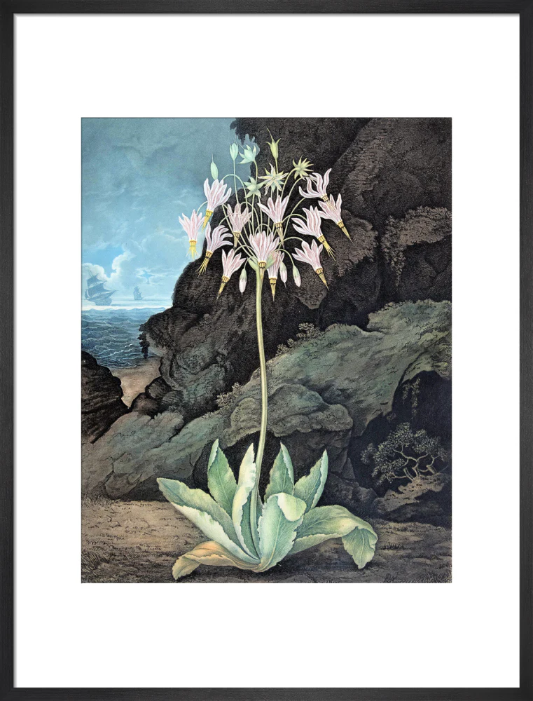 The American Cowslip by Robert John Thornton - Image 13