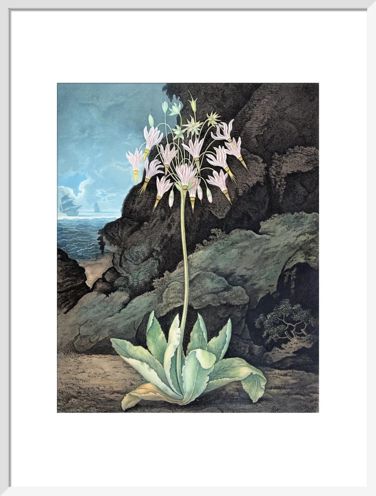The American Cowslip by Robert John Thornton - Image 14