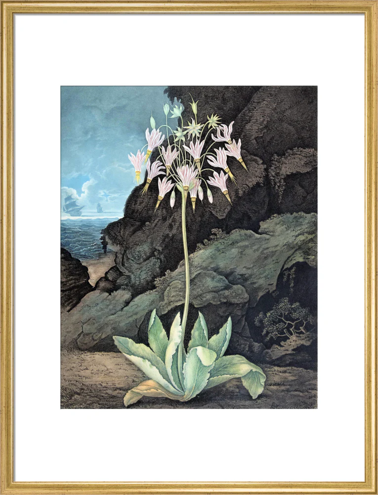 The American Cowslip by Robert John Thornton - Image 15