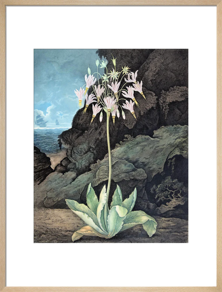 The American Cowslip by Robert John Thornton - Image 16