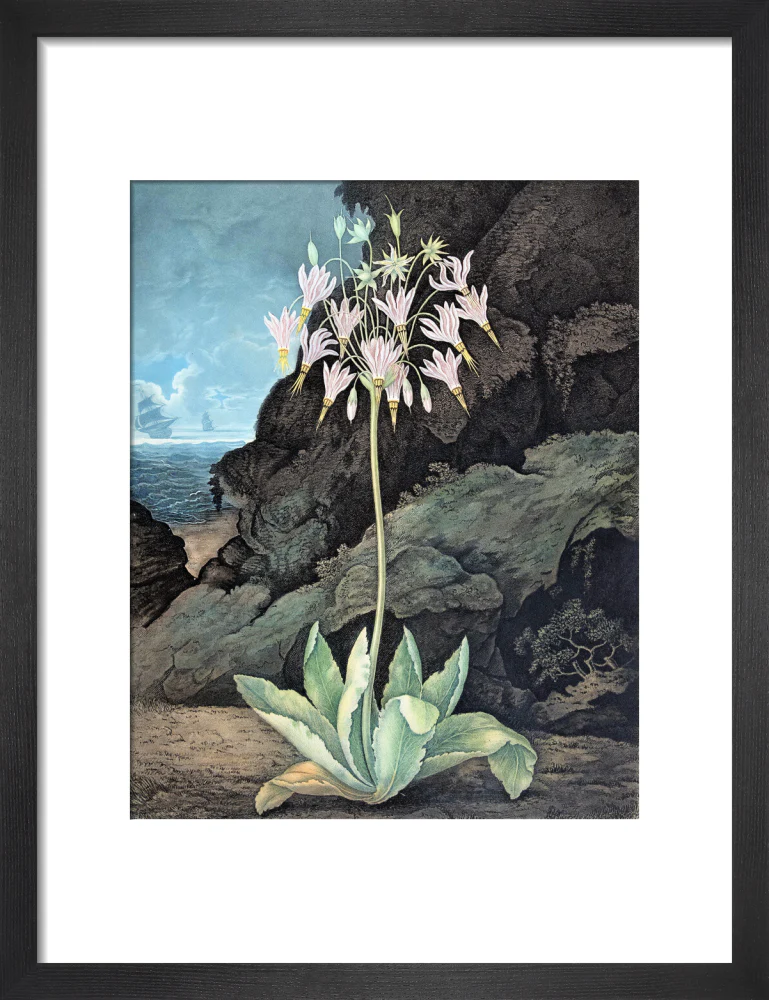 The American Cowslip by Robert John Thornton - Image 3