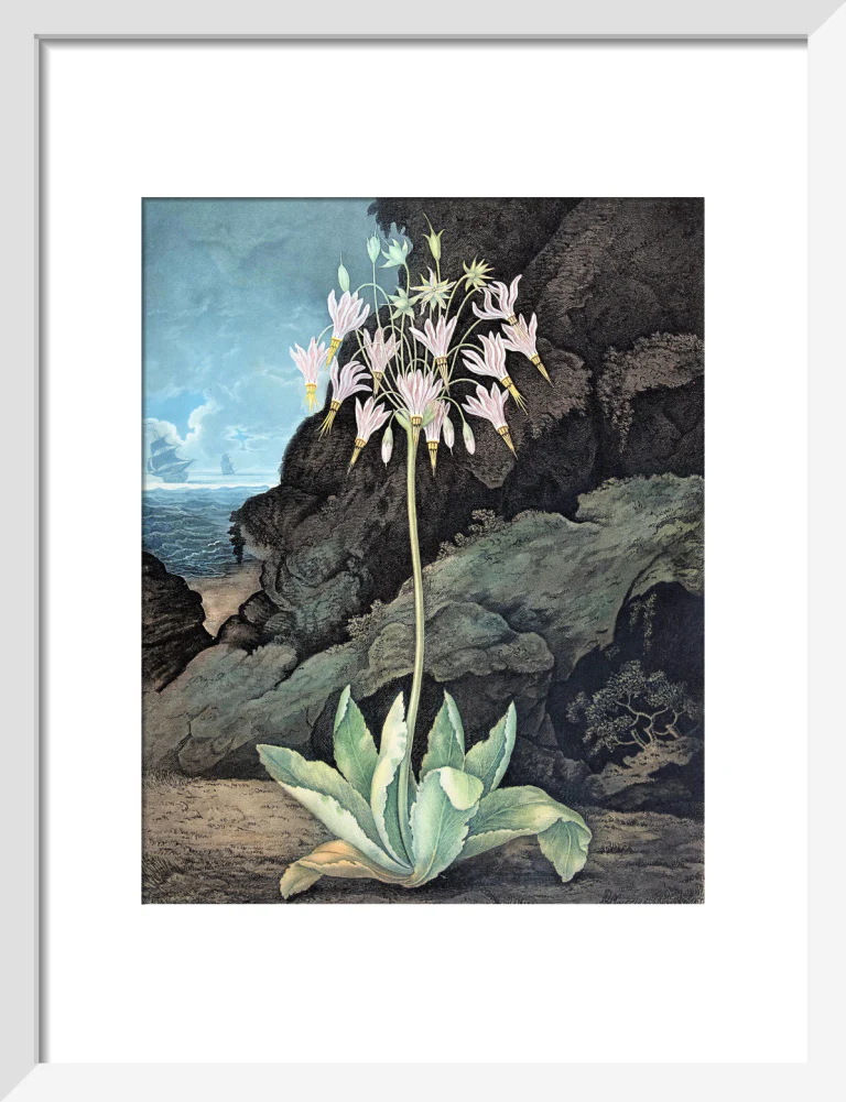 The American Cowslip by Robert John Thornton - Image 4