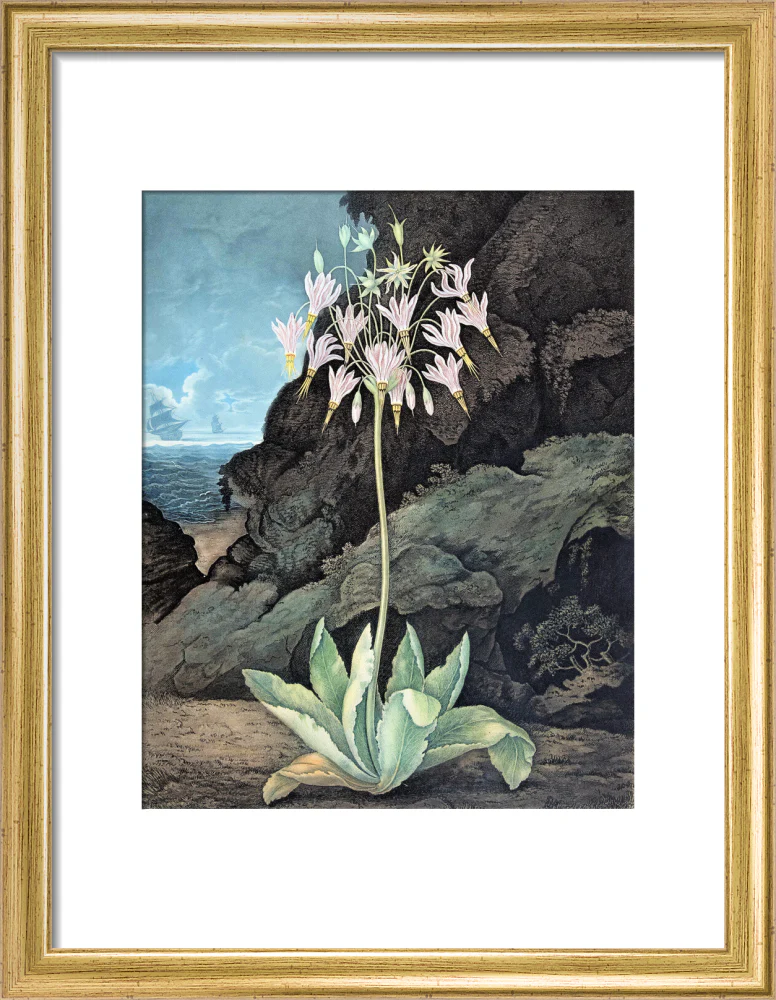 The American Cowslip by Robert John Thornton - Image 5