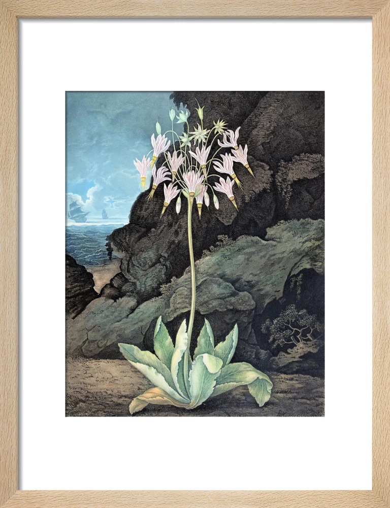 The American Cowslip by Robert John Thornton - Image 6