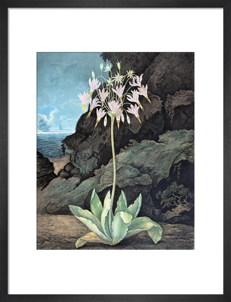 The American Cowslip by Robert John Thornton - Image 8