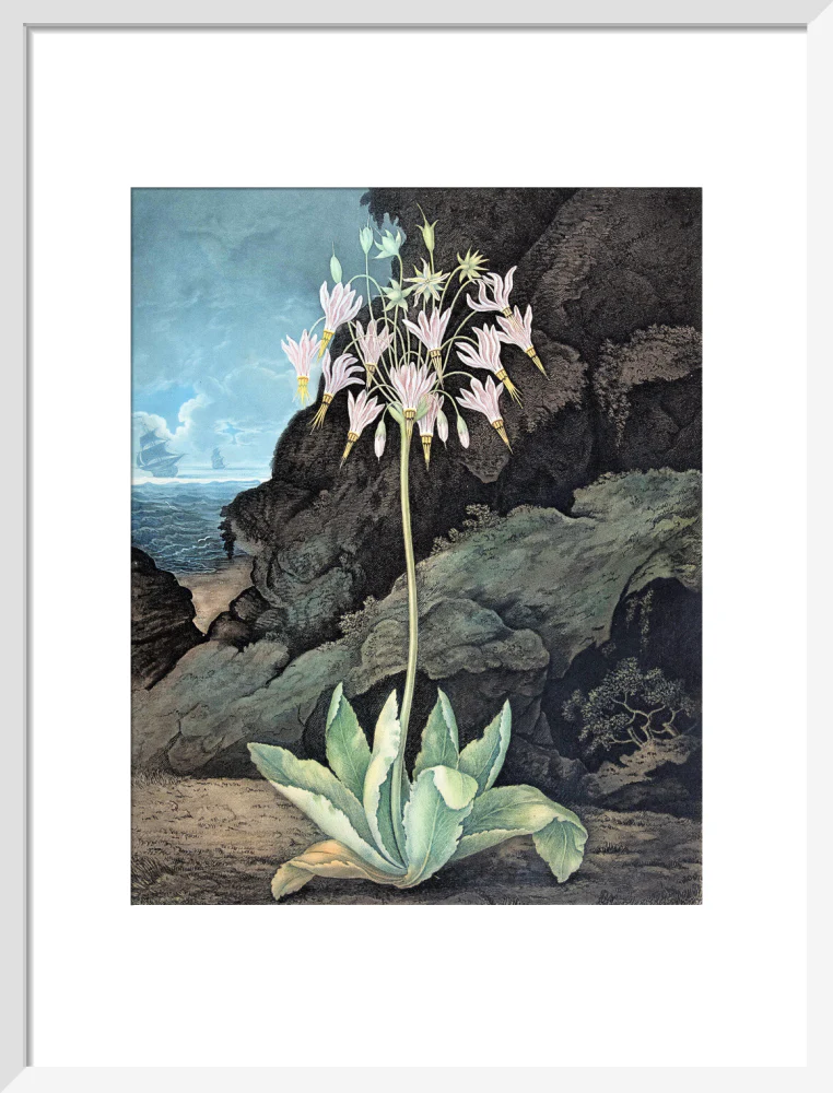 The American Cowslip by Robert John Thornton - Image 9