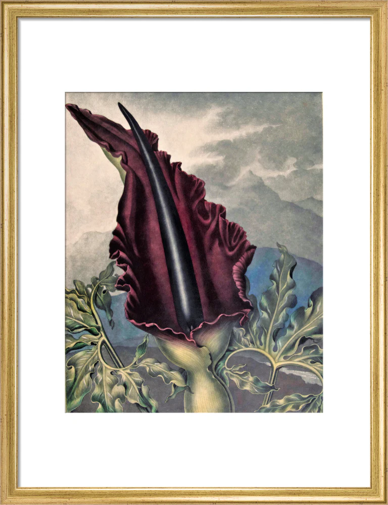 The Dragon Arum by Robert John Thornton - Image 10