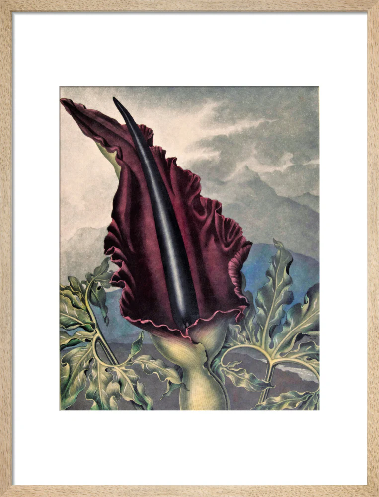 The Dragon Arum by Robert John Thornton - Image 11