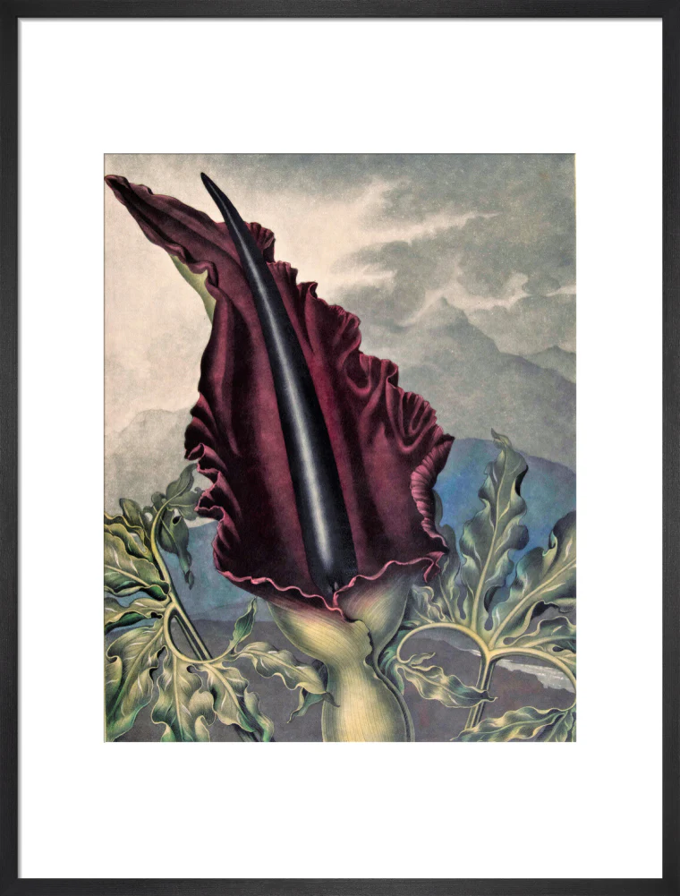 The Dragon Arum by Robert John Thornton - Image 13