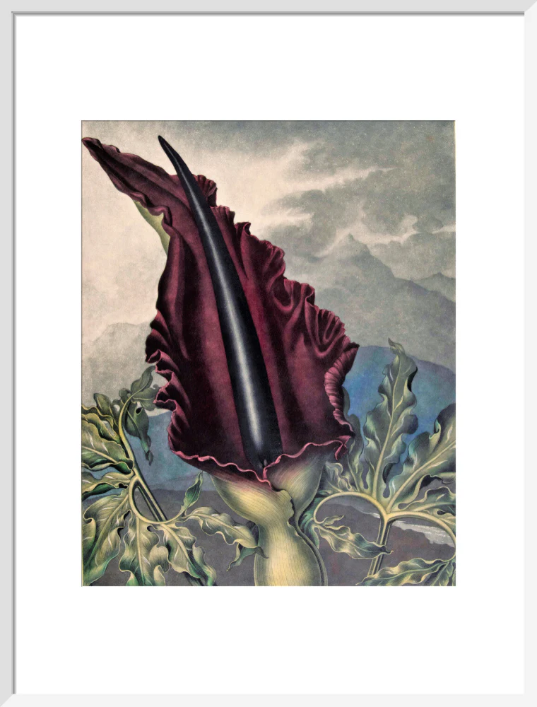 The Dragon Arum by Robert John Thornton - Image 14