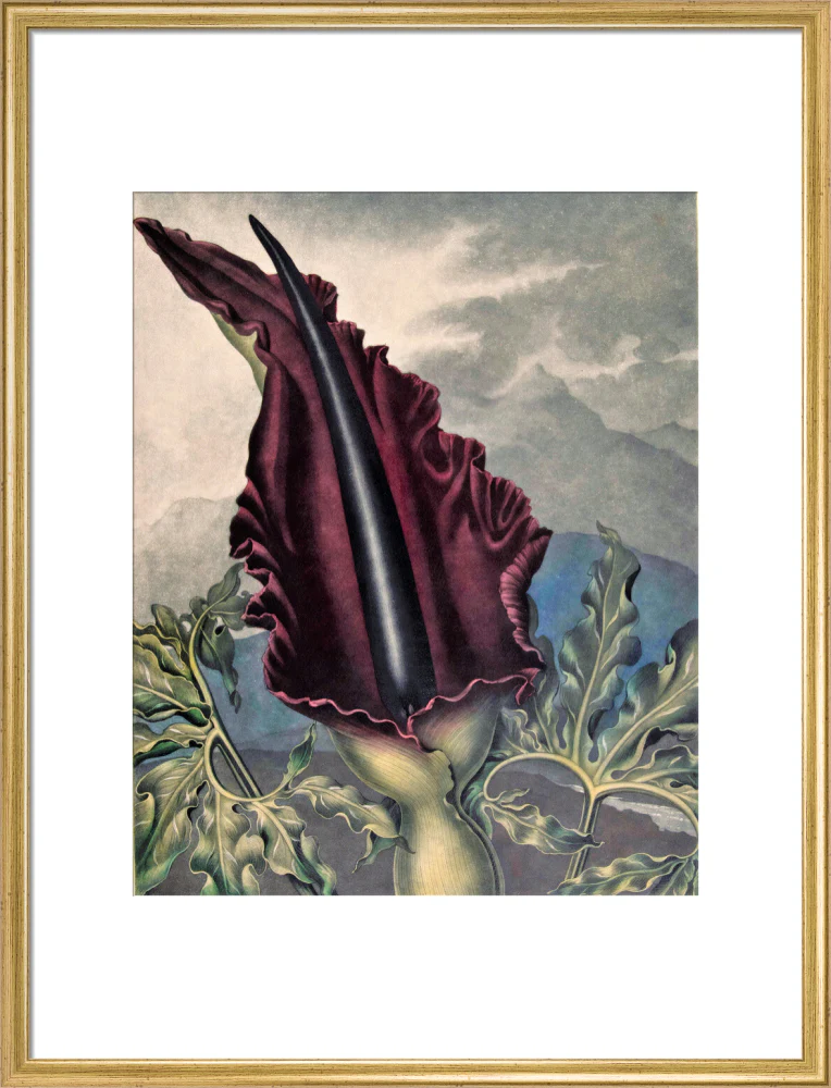 The Dragon Arum by Robert John Thornton - Image 15