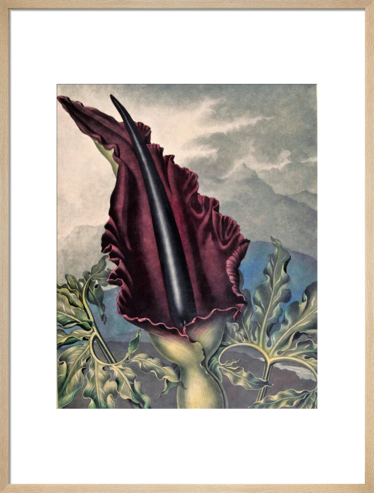 The Dragon Arum by Robert John Thornton - Image 16