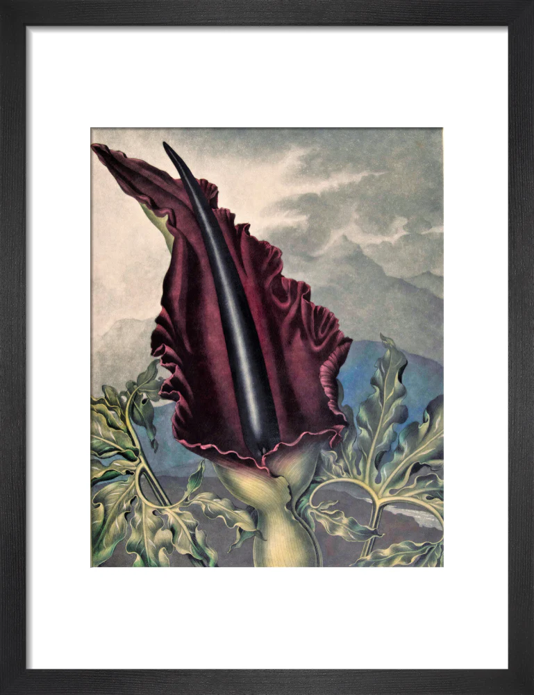 The Dragon Arum by Robert John Thornton - Image 3