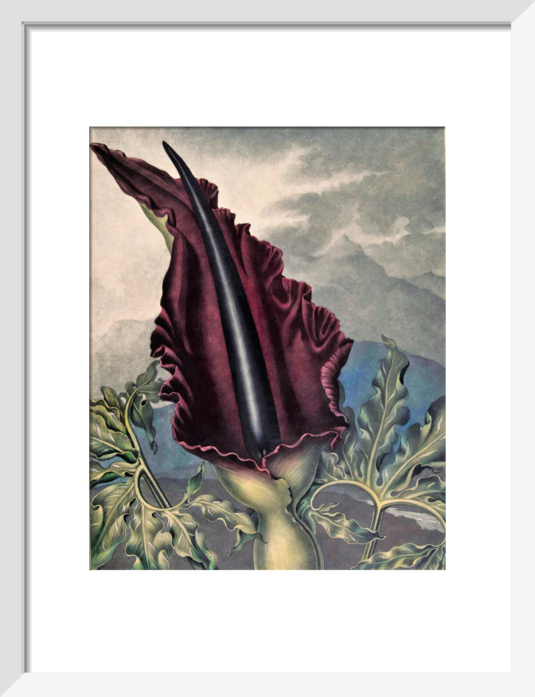 The Dragon Arum by Robert John Thornton - Image 4