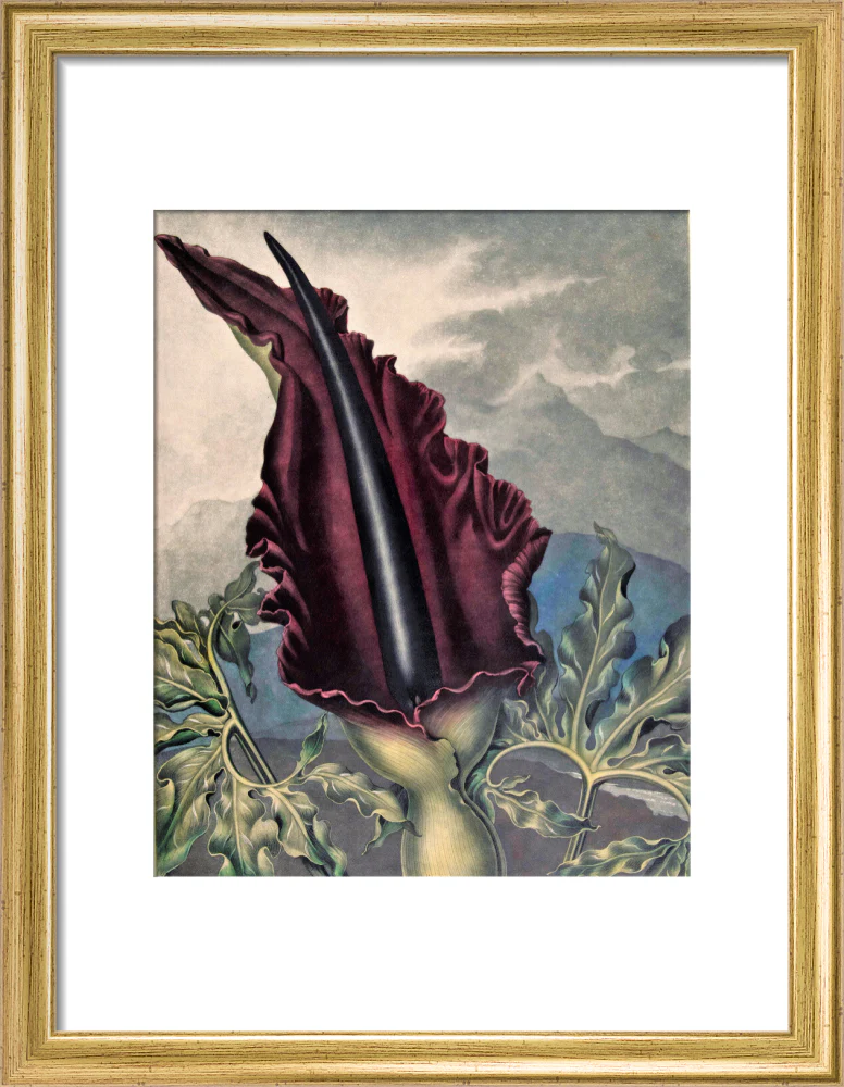 The Dragon Arum by Robert John Thornton - Image 5