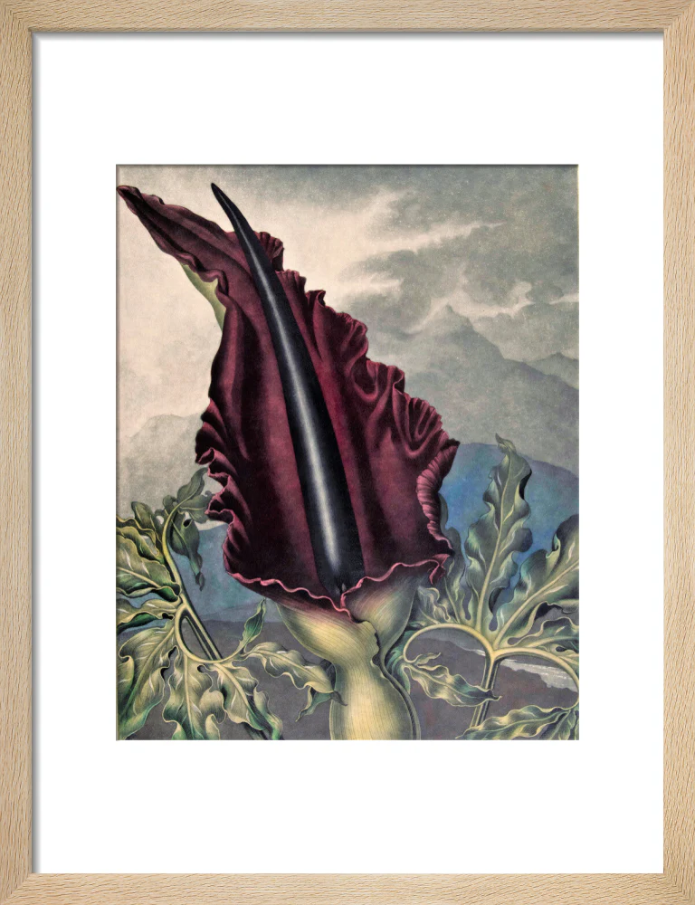 The Dragon Arum by Robert John Thornton - Image 6