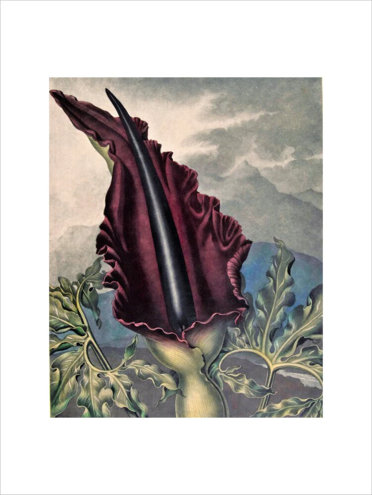 The Dragon Arum by Robert John Thornton - Image 7