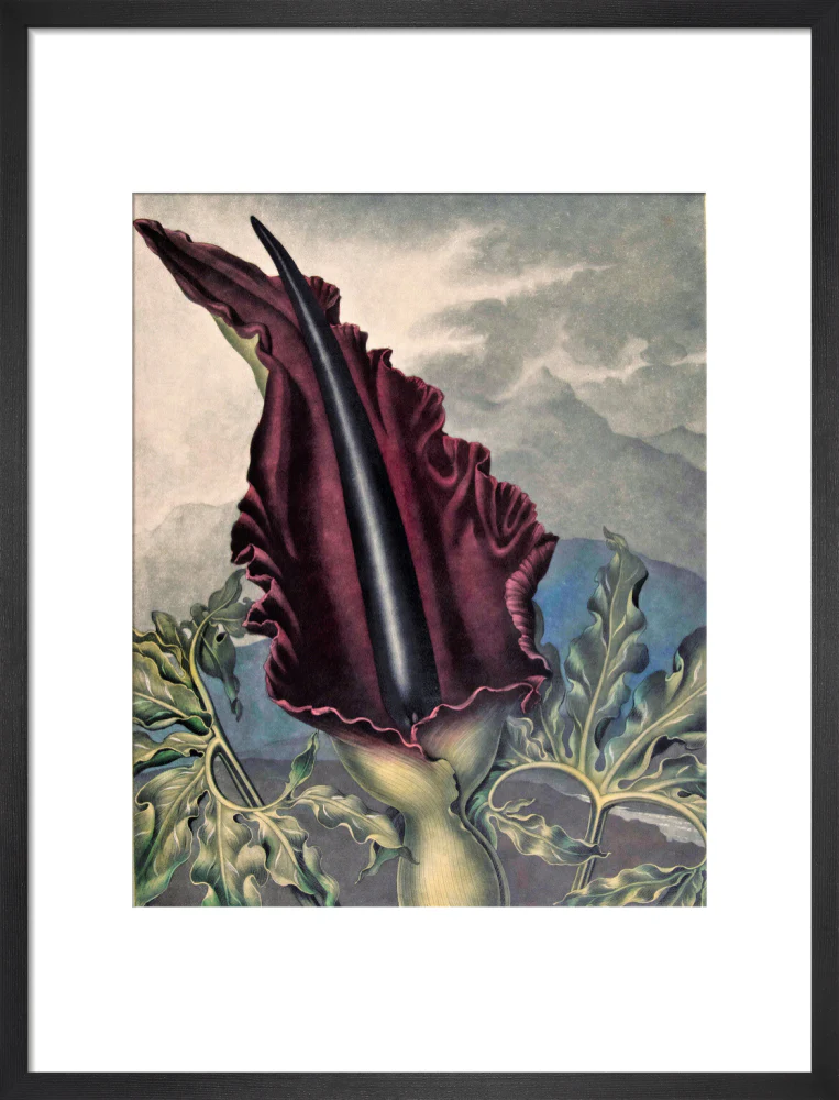 The Dragon Arum by Robert John Thornton - Image 8