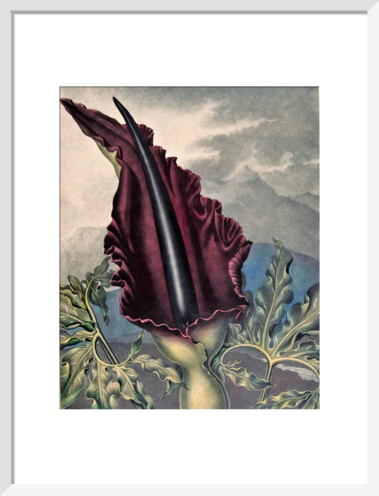 The Dragon Arum by Robert John Thornton - Image 9