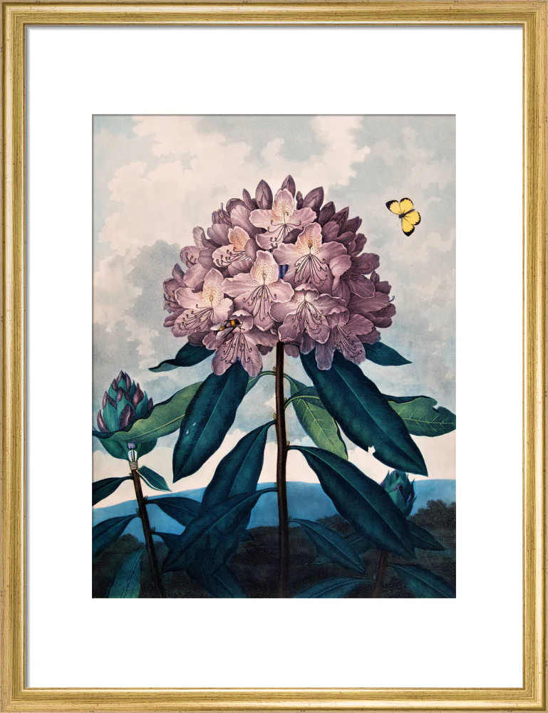 The Pontic Rhododendron by Robert John Thornton - Image 10