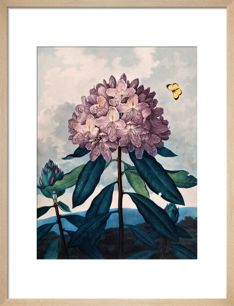 The Pontic Rhododendron by Robert John Thornton - Image 11