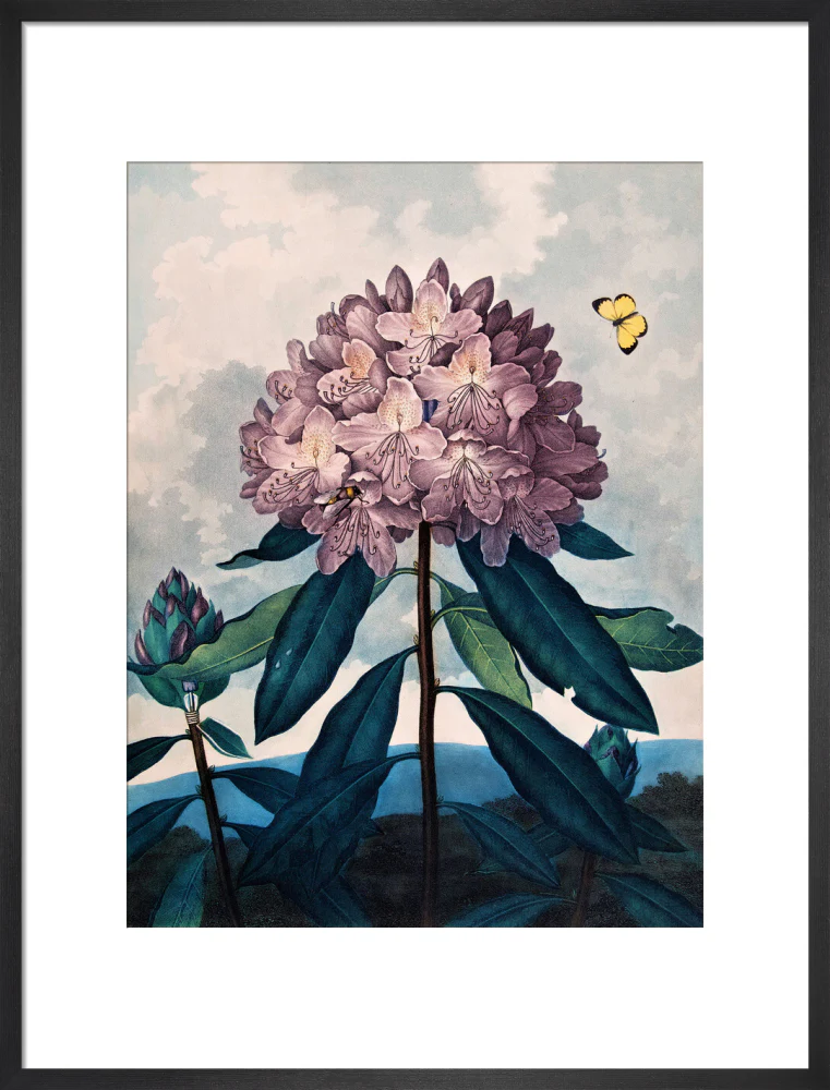 The Pontic Rhododendron by Robert John Thornton - Image 13
