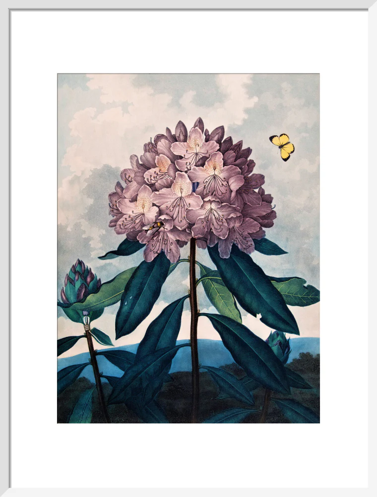 The Pontic Rhododendron by Robert John Thornton - Image 14