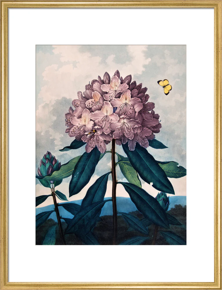 The Pontic Rhododendron by Robert John Thornton - Image 15