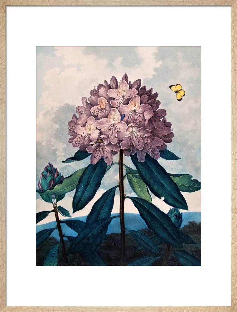 The Pontic Rhododendron by Robert John Thornton - Image 16