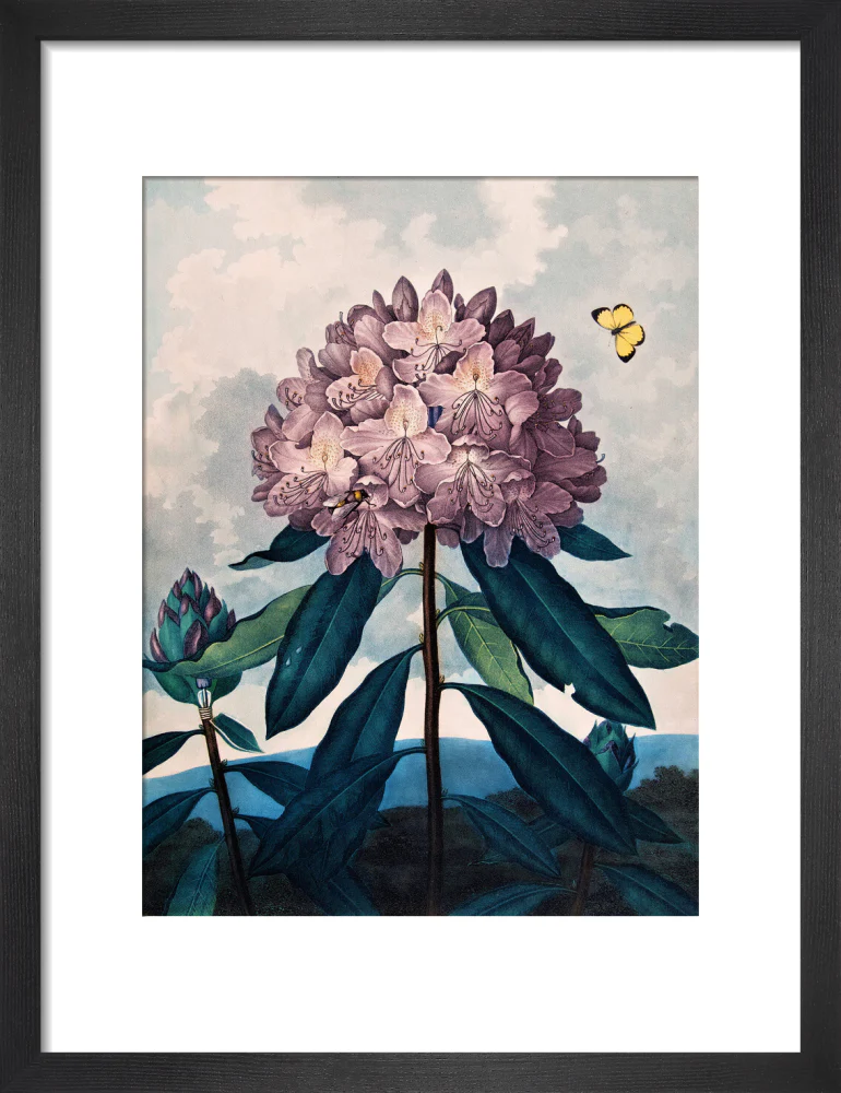 The Pontic Rhododendron by Robert John Thornton - Image 3